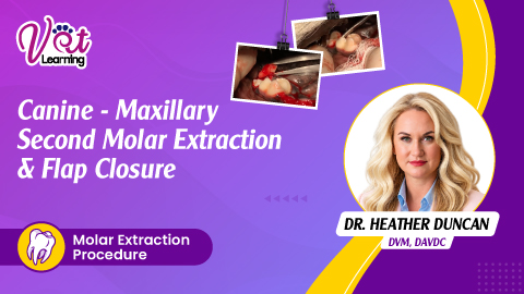 Canine - Maxillary Second Molar Extraction & Flap Closure