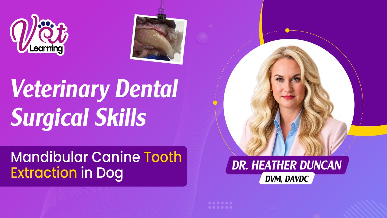 Mandibular Canine Tooth Extraction in Dog