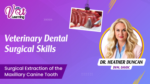Veterinary Dental Surgical Skills